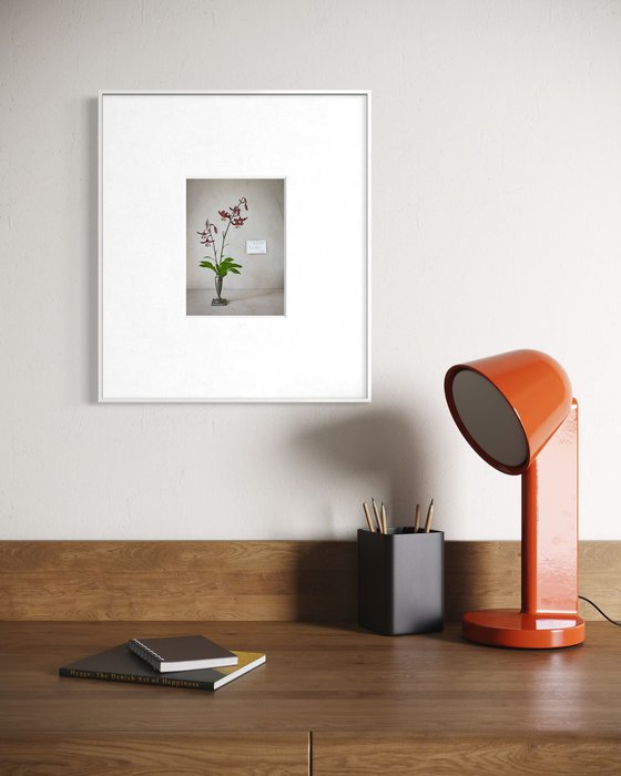 Lilium martagon