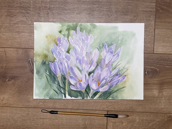 Delicate crocuses