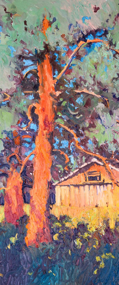 Redwood by Suren Nersisyan