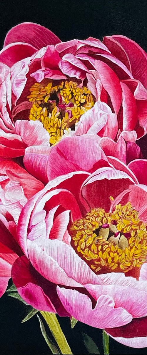 Pink peonies by Maiia Axton