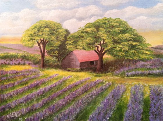 Fields of Lavender