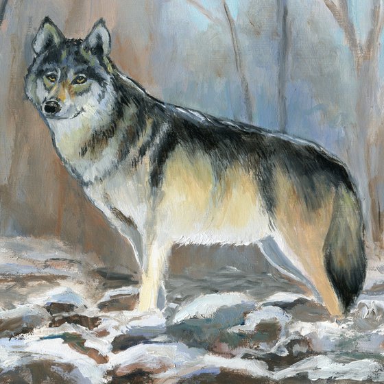 Winter wolf in snowy forest scene