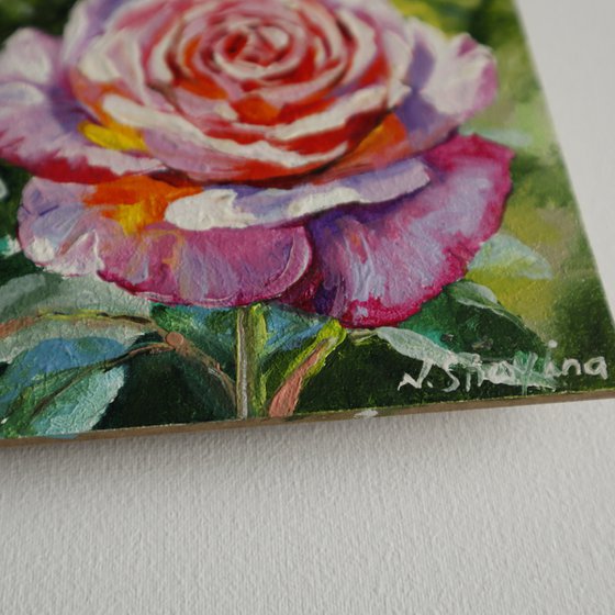 Pink Rose Miniature