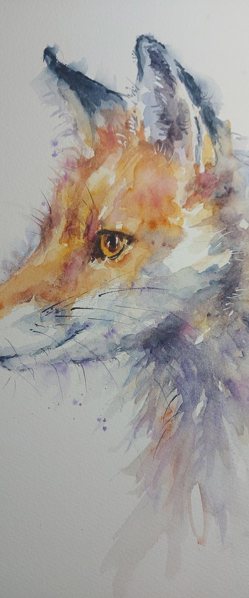 Fox portrait by Sue  Green