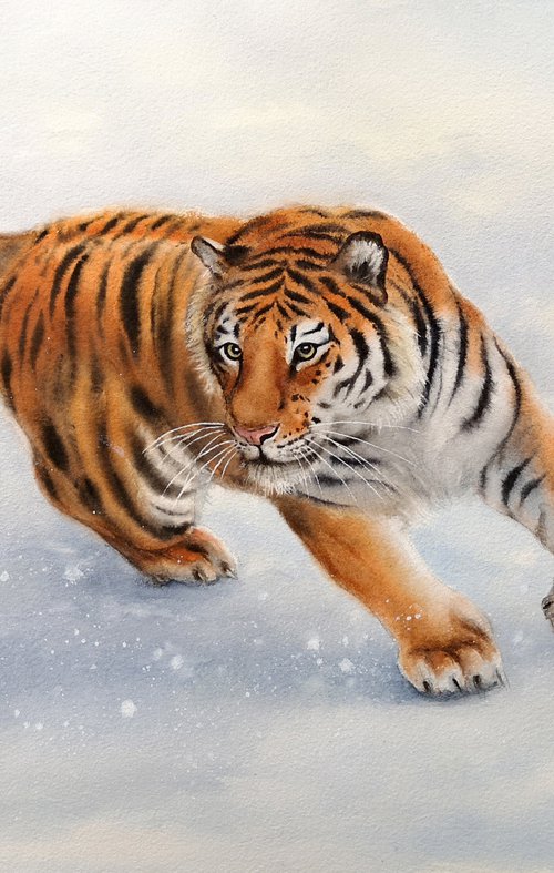 Tiger Drift  - Tiger Running i by Olga Beliaeva Watercolour