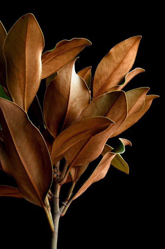 Magnolia Leaves