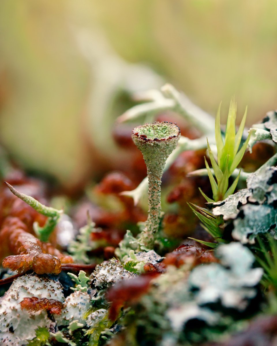 Forest stories - macro photo of lichen Cladonia, limited edition print by Inna Etuvgi