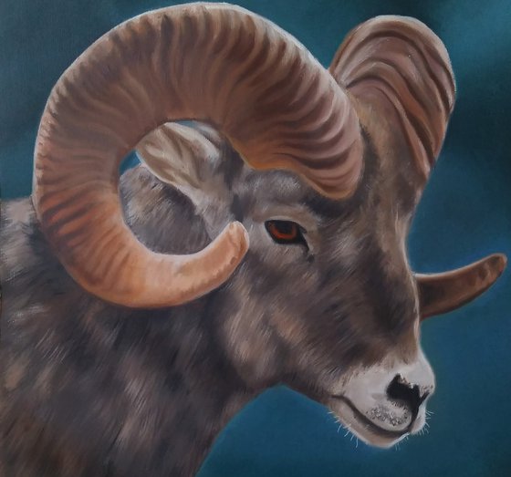 Horn sheep