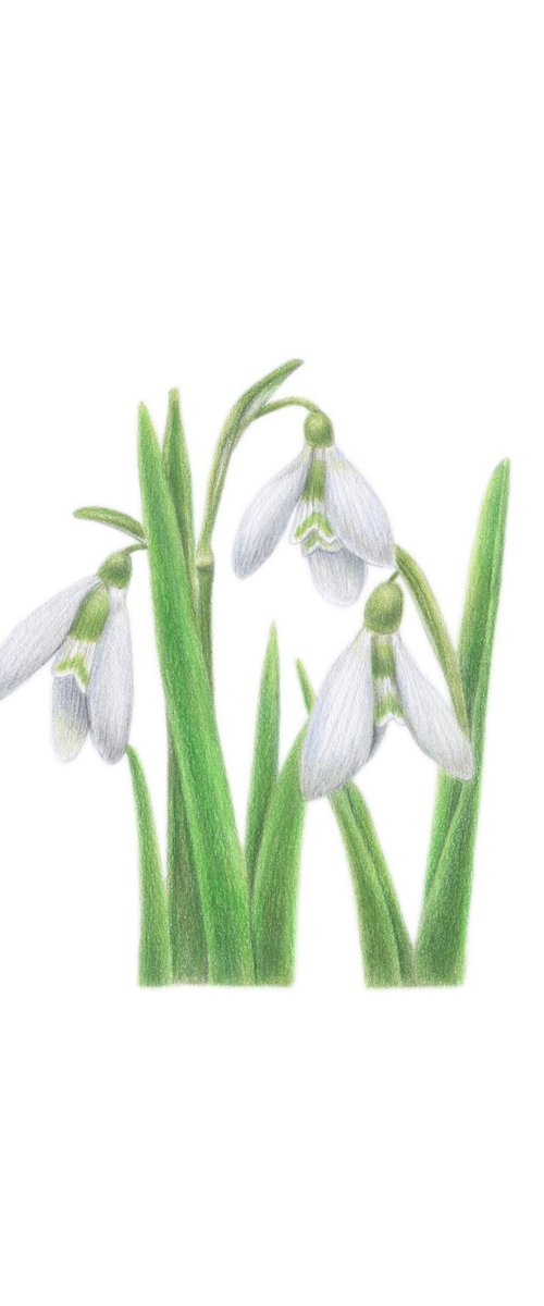 Galanthus by Alona Hrinchuk