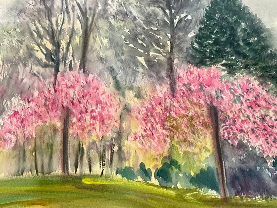 Japanese cherry blossoms, Kingston lacy gardens, Dorset