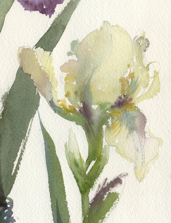 Purple and cream irises. Tender flowers