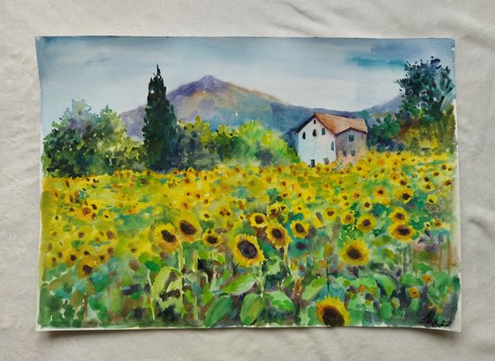 Yellow sunflowers field