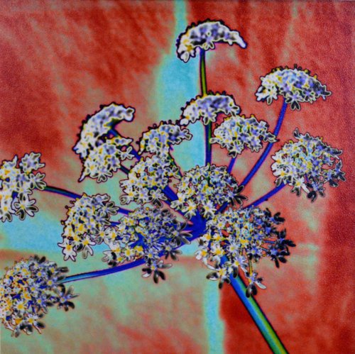Cow Parsley 001 (2 of 10) by Laura Chaplin