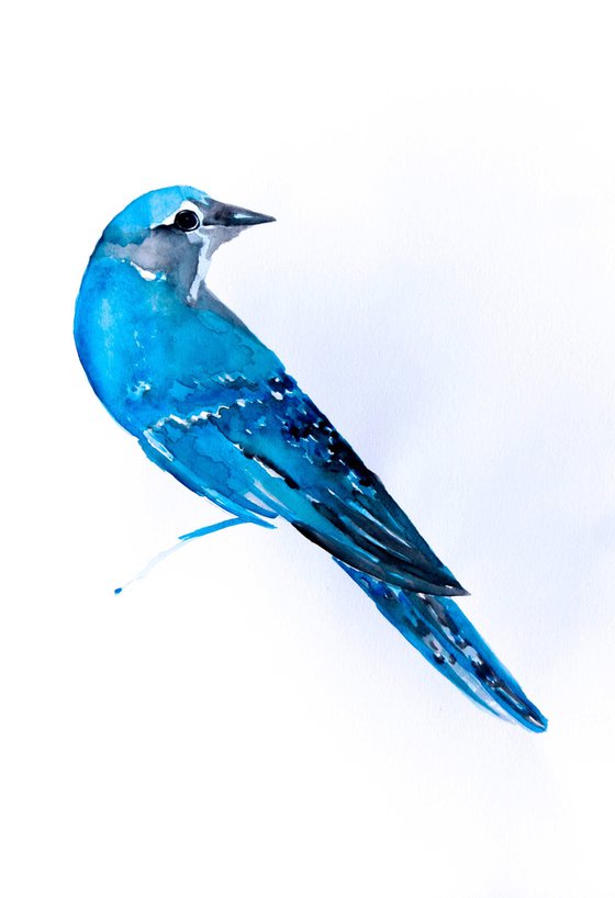 Birds