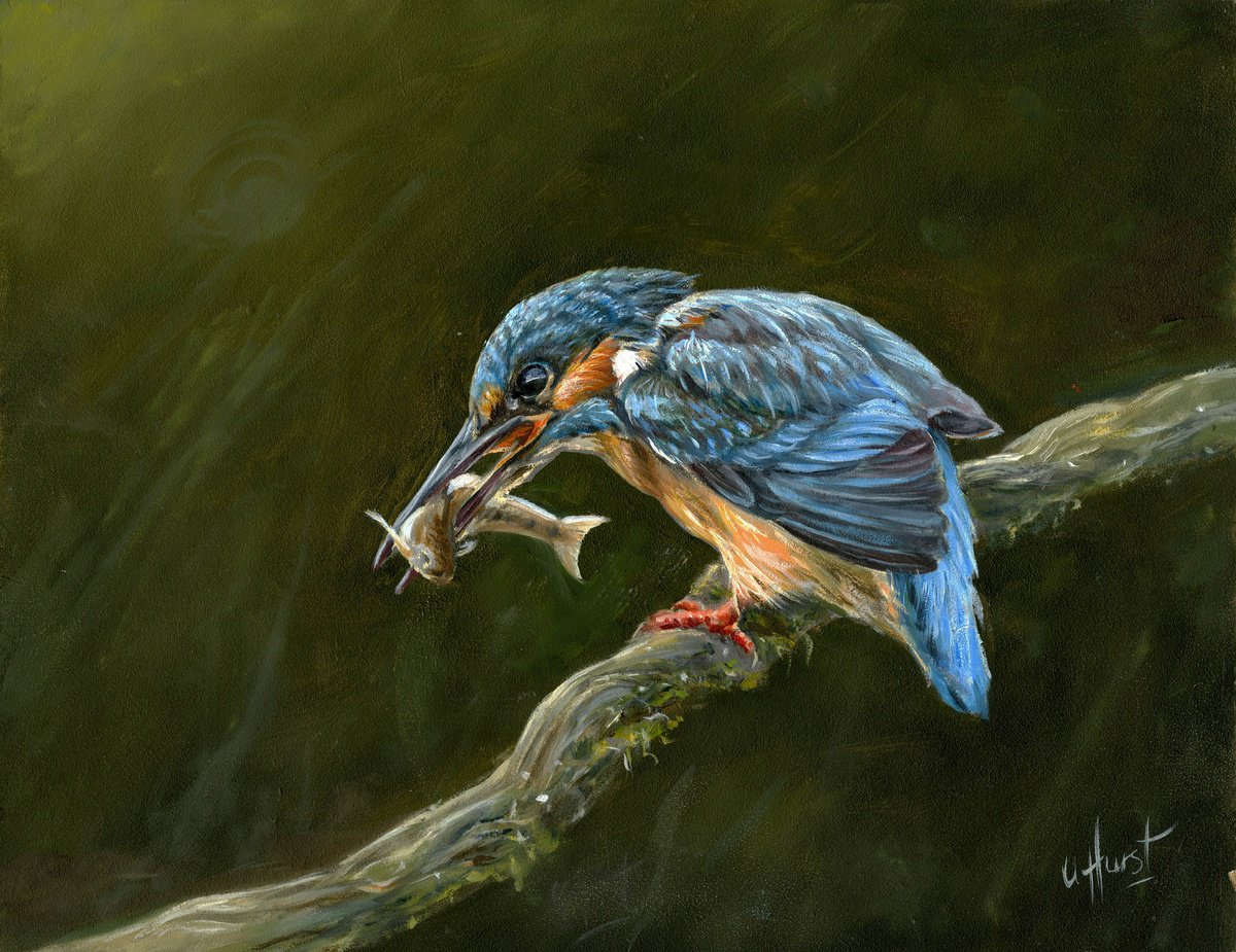 Photorealistic Animal Oil Painting By Una Hurst, 15 X 13", Kingfisher Bird, Original Artwork