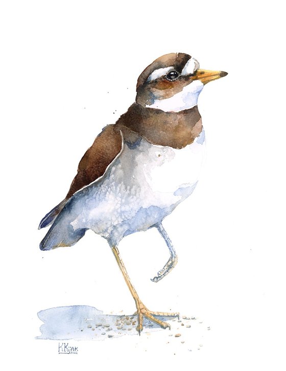 Common ringed plover