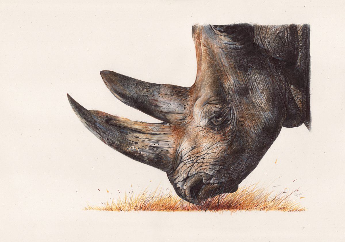 White Rhinoceros - Animal Portrait (Realistic Ballpoint Pen Drawing) by Daria Maier