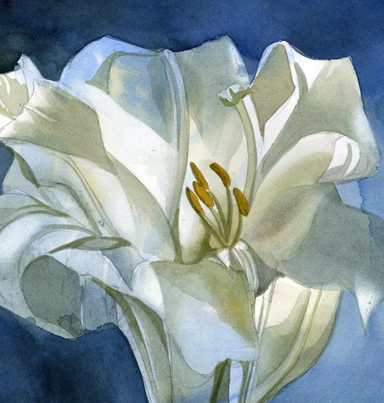 white lily in blue