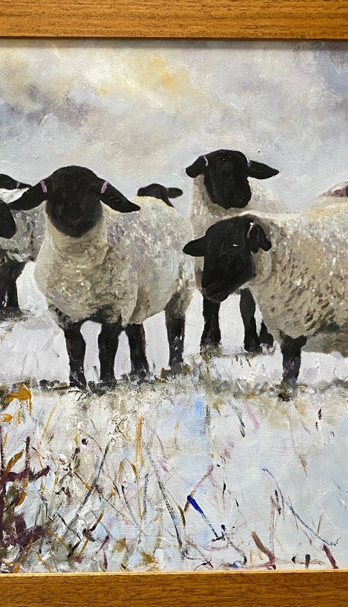 Black Face Sheep Winter framed by Teresa Tanner