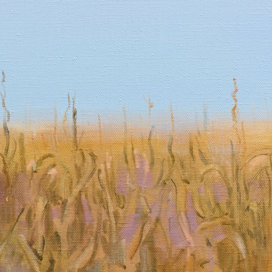 Cornfield