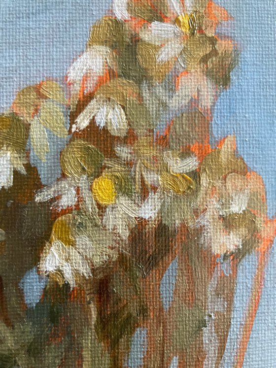 Chamomile Glow