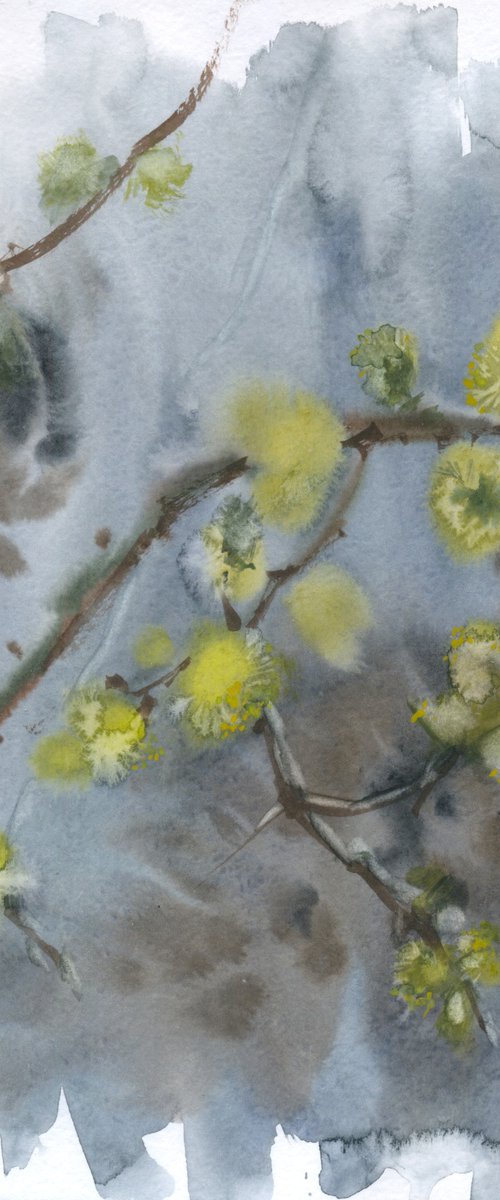Willow blooming 2. by Tatyana Tokareva