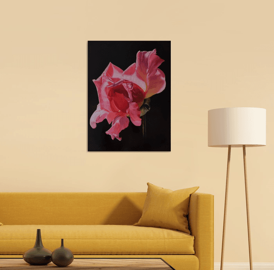 " Pink wings." rose  flower 2022