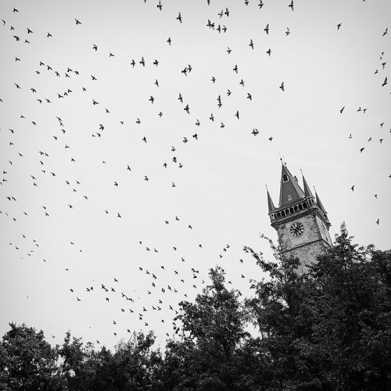 Wings Above Old Town