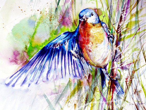 fairy wren bird watercolour