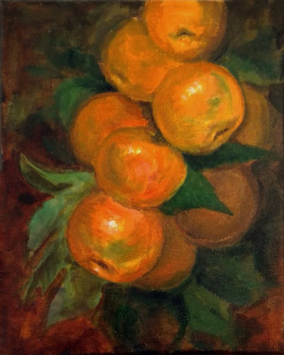 Mandarin Oranges on a branch