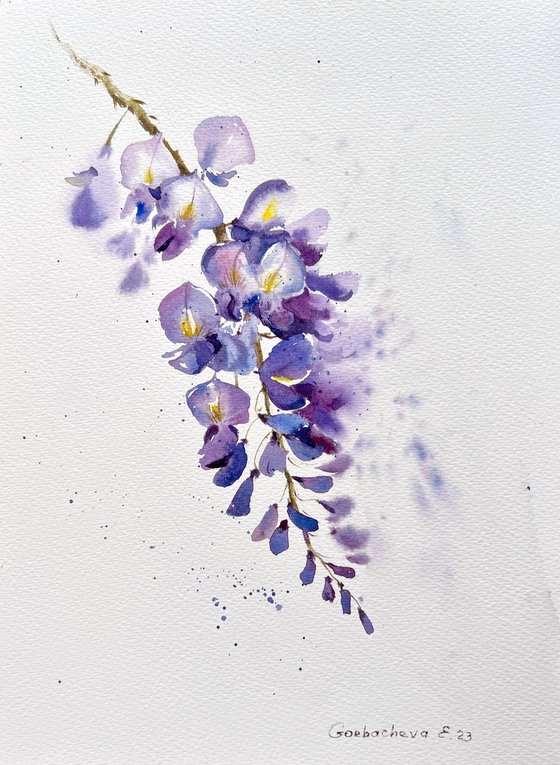 Wisteria