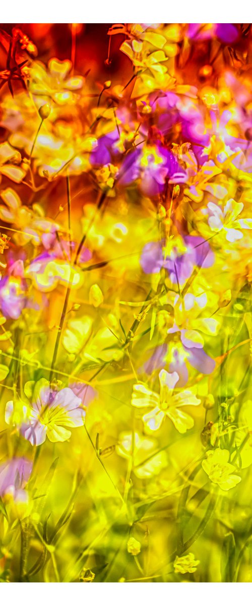 Summer Meadows #3. Limited Edition 1/25 12x12 inch Abstract Photographic Print. by Graham Briggs