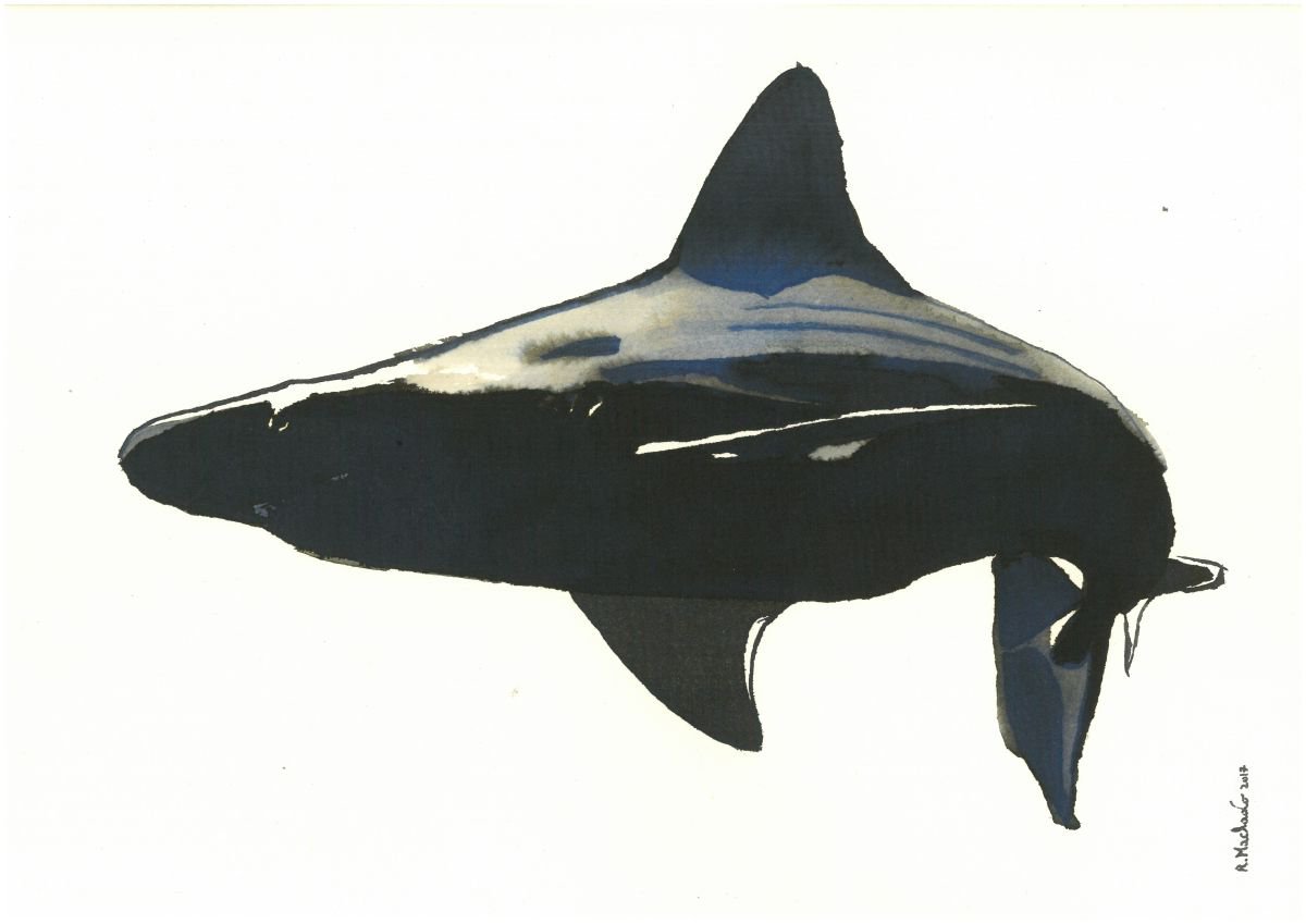 Shark I Animal Drawing by Ricardo Machado