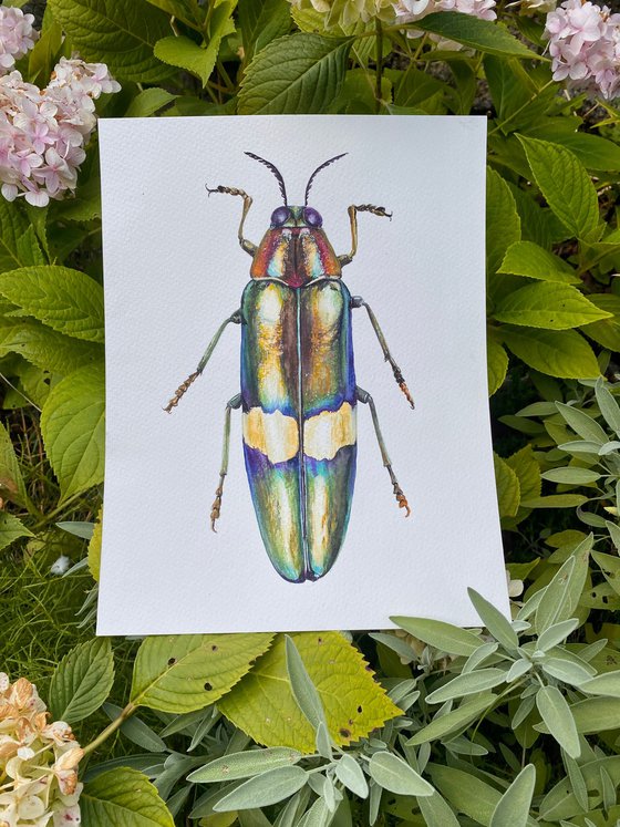 Radiant Majesty: Chrysochroa Edwardsi Beetle