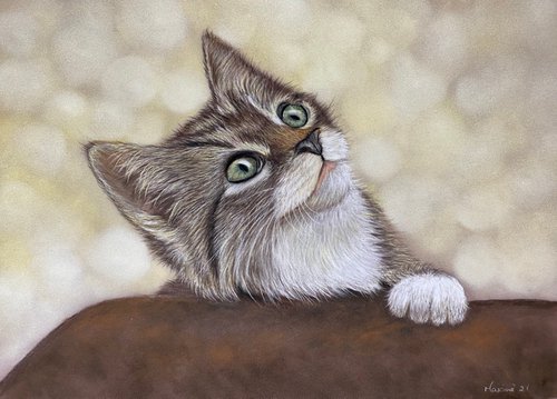 Pretty cat by Maxine Taylor