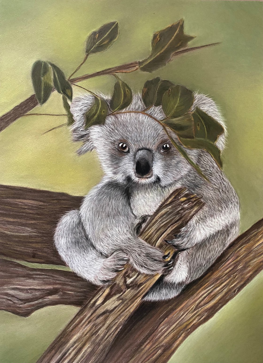 Koala Pastel drawing by Maxine Taylor