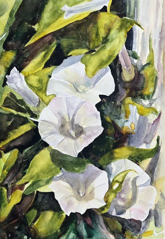 Trumpets in White
