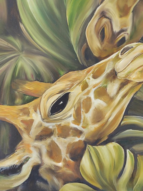 Giraffes