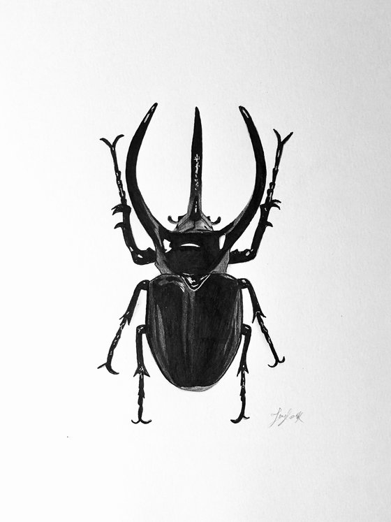 Black beetle drawing