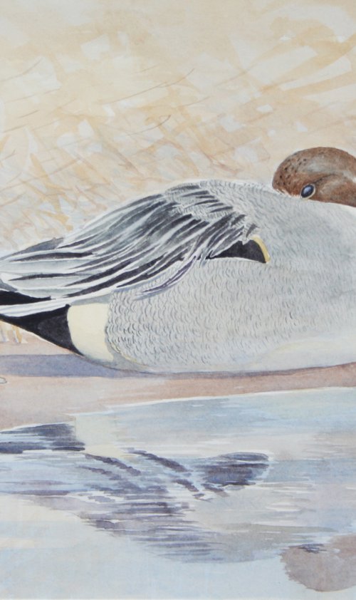 Resting pintail drake by John Horton