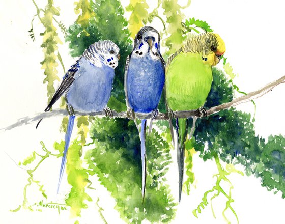 Three PArrots