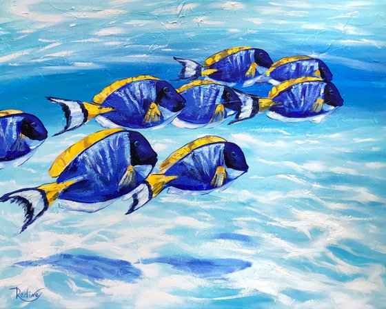 Blue Tang Fish School