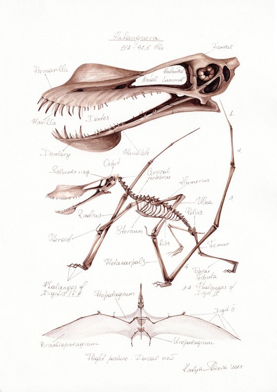 Anhanguera (pterosaur)