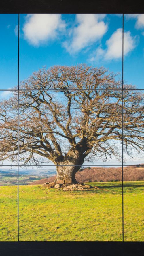 Stumpy Oak above Talgarth by Mark Zytynski