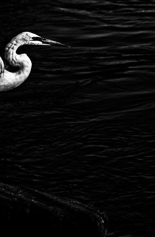 Silent Sentinel by the Waters by David Huntzinger