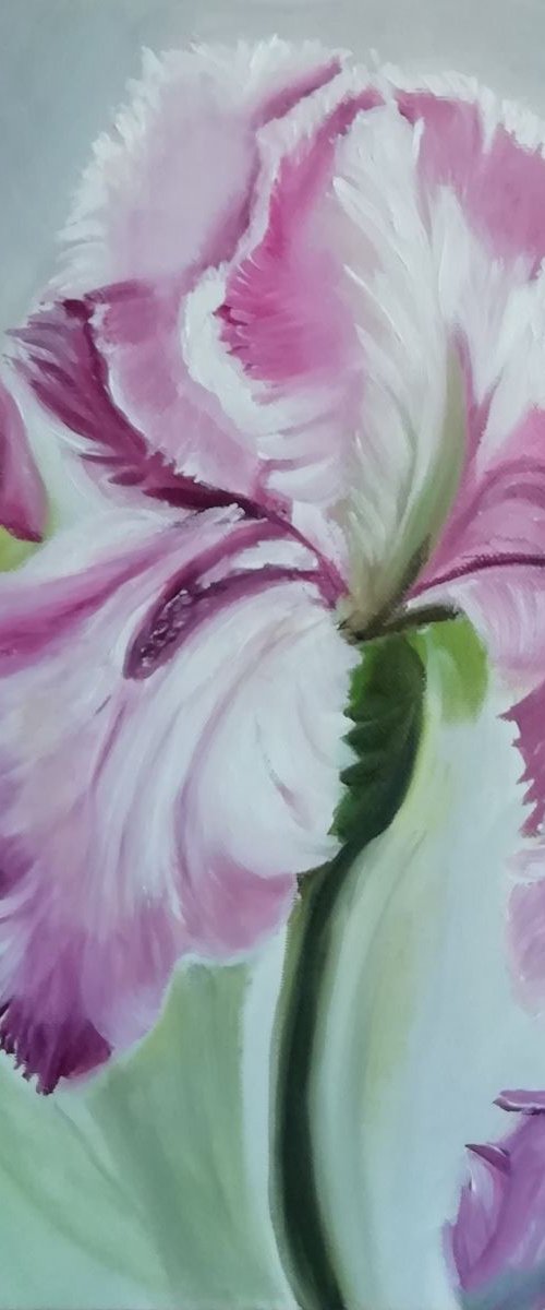 Iris by Nataliia Plakhotnyk