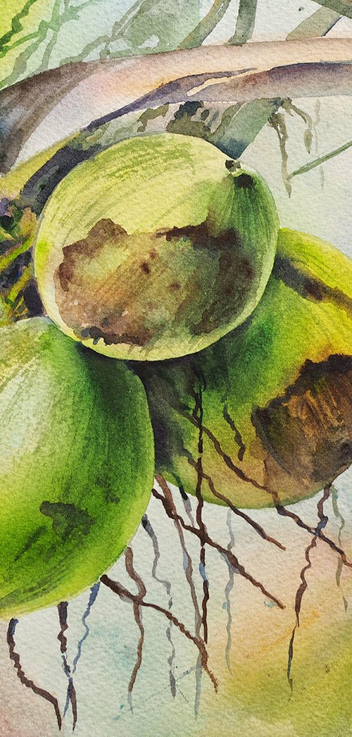 Coconuts by Delnara El