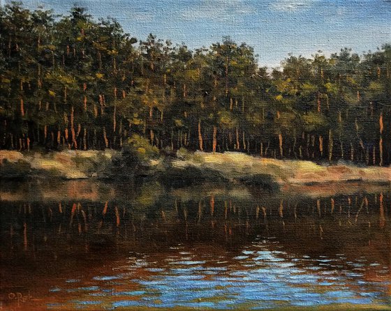 Pines on the shore
