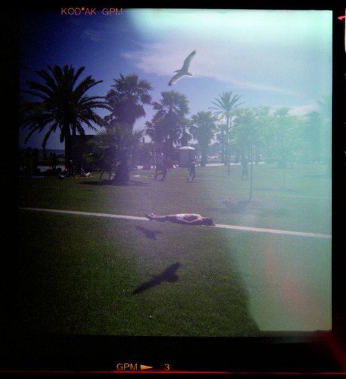 Seagull sleep 1/20 by Salvo Veneziano