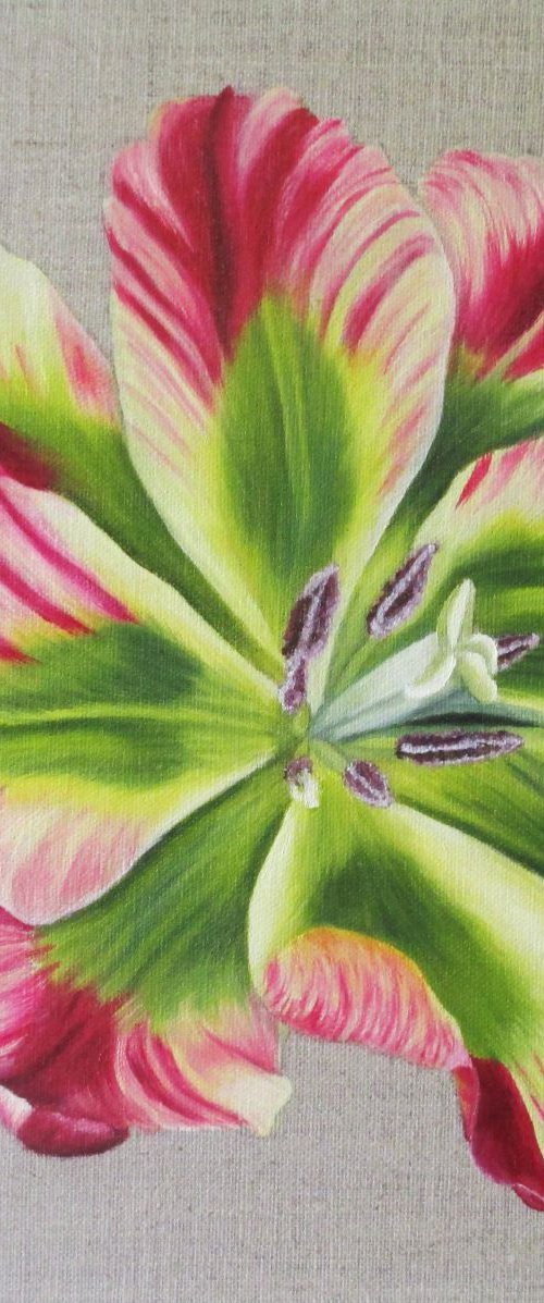 Flaming Spring Green Tulip 2 by Angela Stanbridge